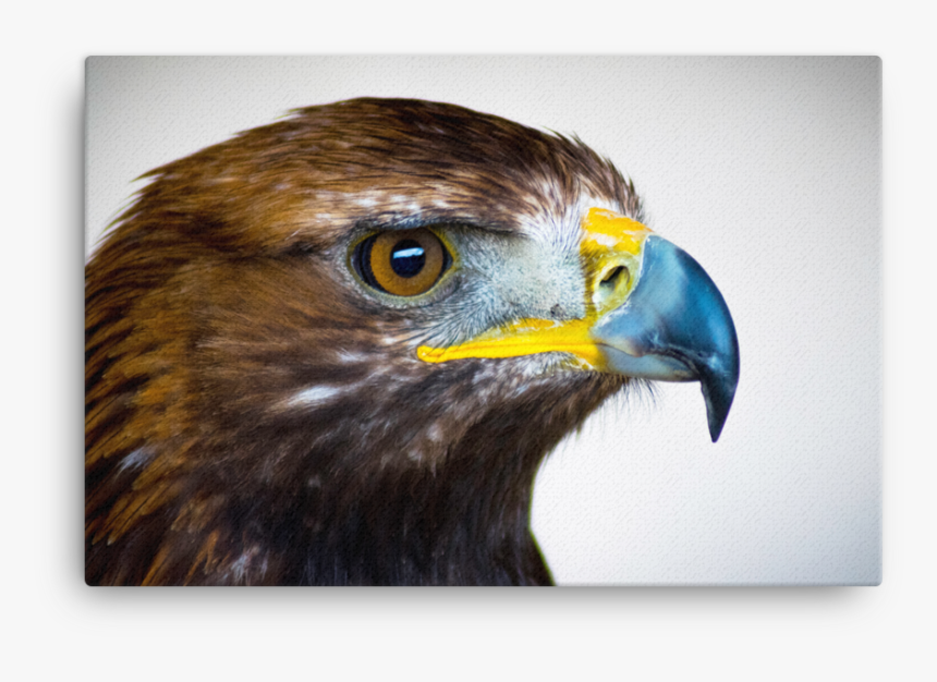 North American Golden Eagle, HD Png Download, Free Download