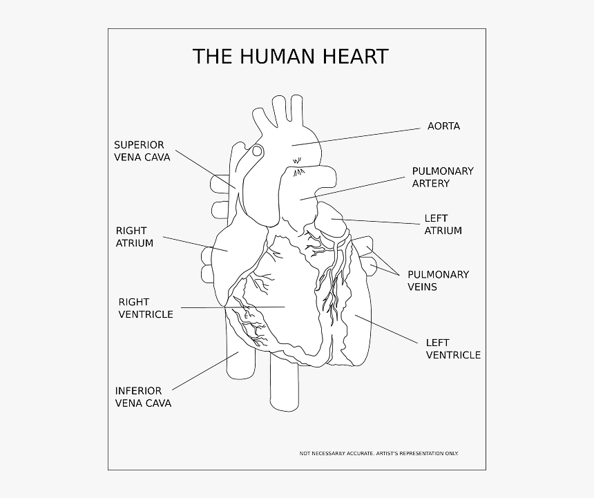 Heart, Ventricle, Organ, Human, Anatomy, Medical - Human Heart Black And White, HD Png Download, Free Download