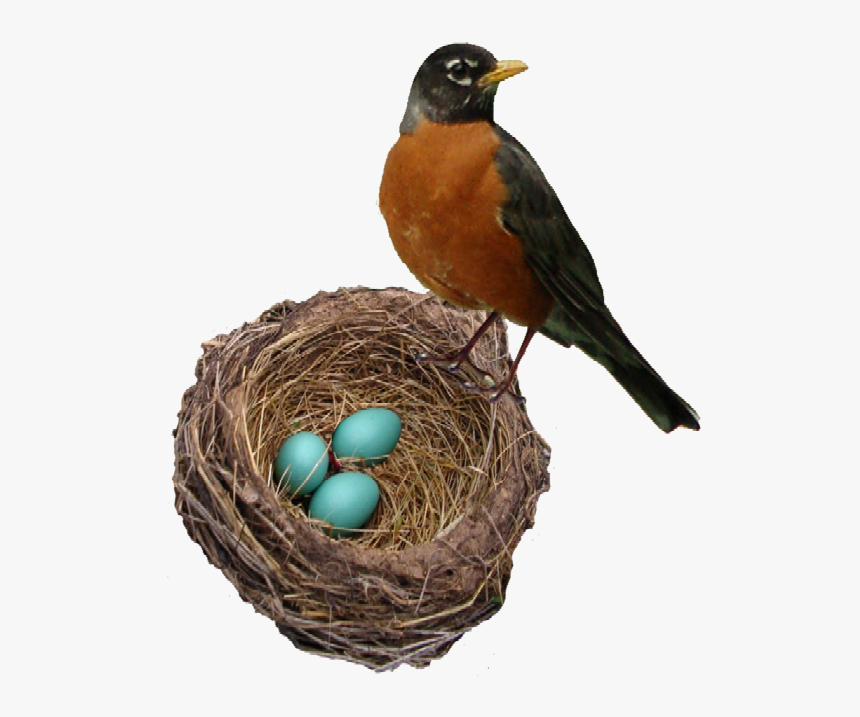 Robin U2019s Ferrebeekeeper Broken Egg Clip Art Egg-carton - Robin Bird And Eggs, HD Png Download, Free Download