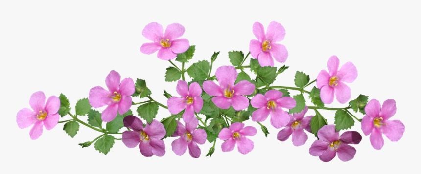 Flowers, Pink, Ground Cover, Cut Out, Isolated, Garden - Ground Cover Clipart, HD Png Download, Free Download