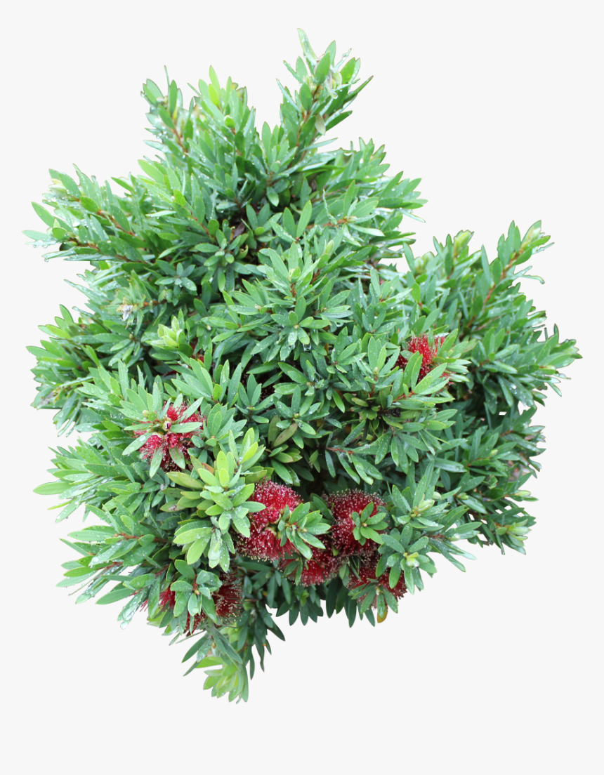 Evergreen, HD Png Download, Free Download