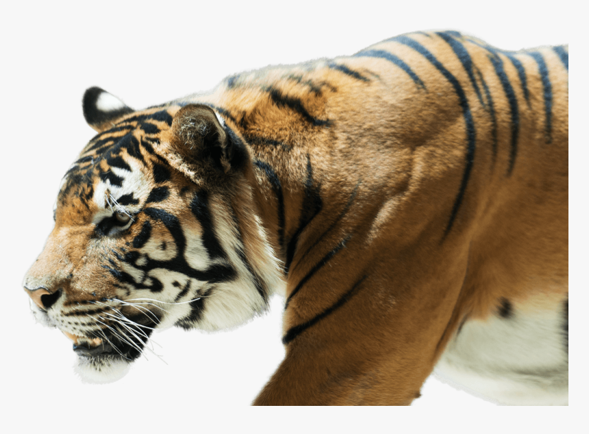 Bengal Tiger , Png Download - Female Bengal Tiger Transparent, Png Download, Free Download