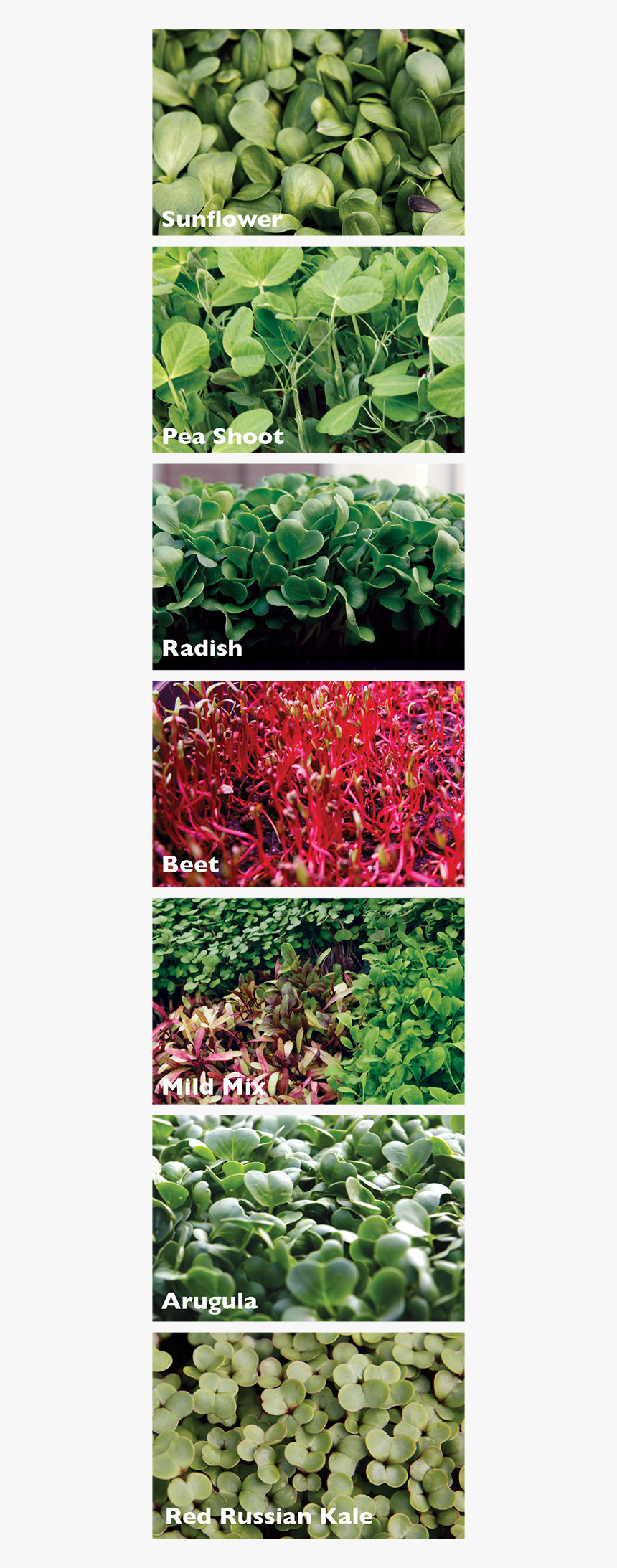 Grass, HD Png Download, Free Download