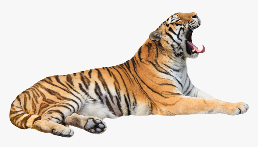 Siberian Tiger, HD Png Download, Free Download