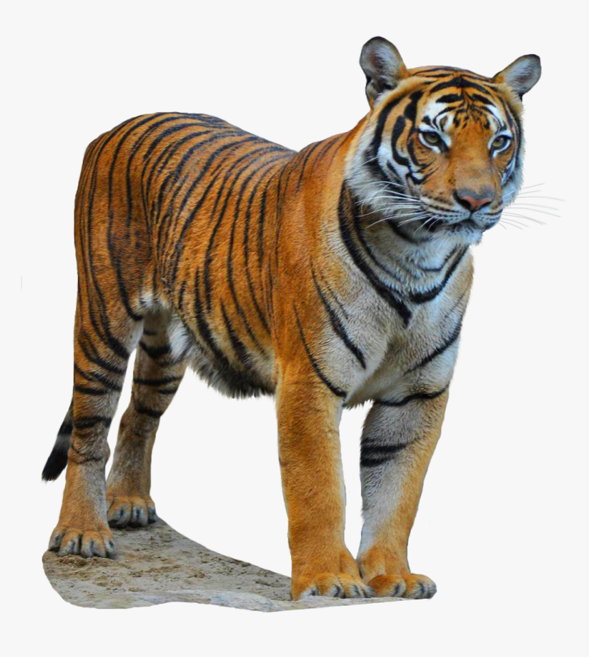 South China Tiger - South China Tiger Png, Transparent Png, Free Download