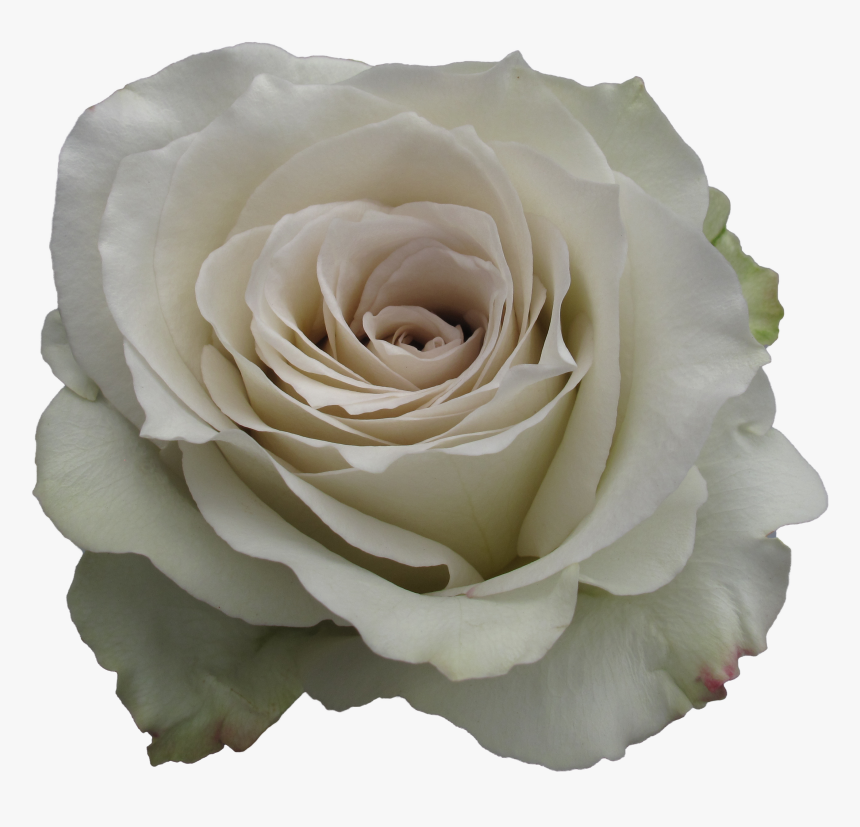 Early Grey Rose, HD Png Download, Free Download