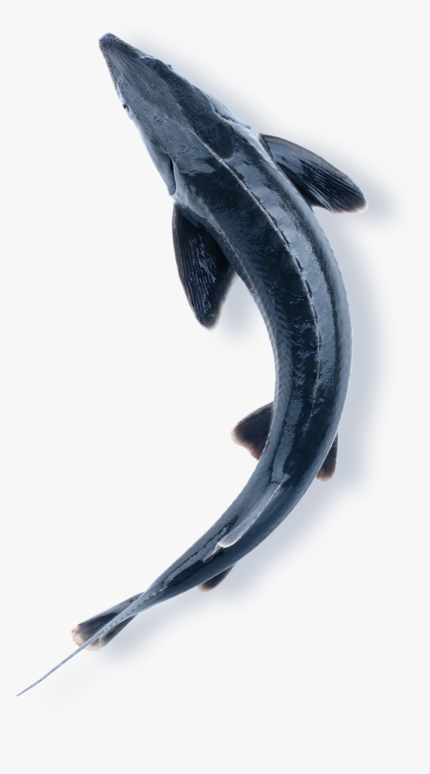 Chinese Sturgeon, HD Png Download, Free Download