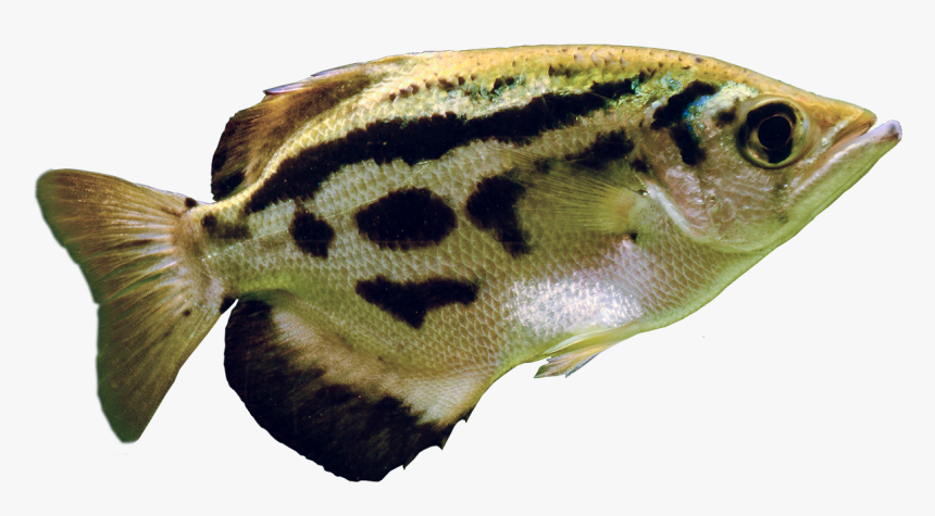 Archerfish Are Able To Discriminate Between Human Faces - Blowfish, HD Png Download, Free Download