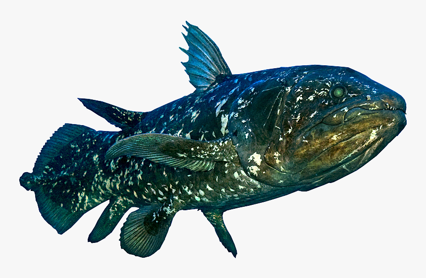 Coelacanth Png, Transparent Png, Free Download