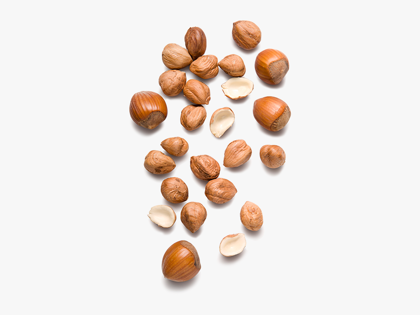 Hazelnuts Png, Transparent Png, Free Download