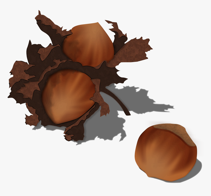 File - Hazelnut - Illustration, HD Png Download, Free Download