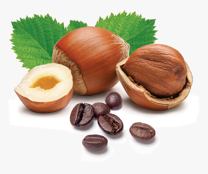 Hazelnuts Meaning In Urdu, HD Png Download, Free Download