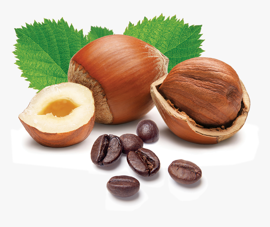 Hazelnuts Meaning In Urdu HD Png Download Kindpng
