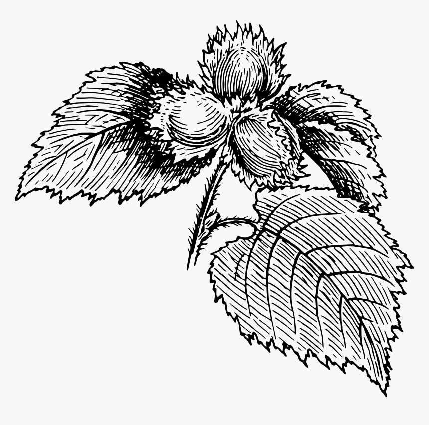 Hazelnut Drawing Flower - Hazelnut Drawing Png, Transparent Png, Free Download