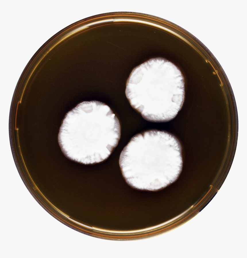 Aspergillus Anthodesmis Meaox - Dish, HD Png Download, Free Download