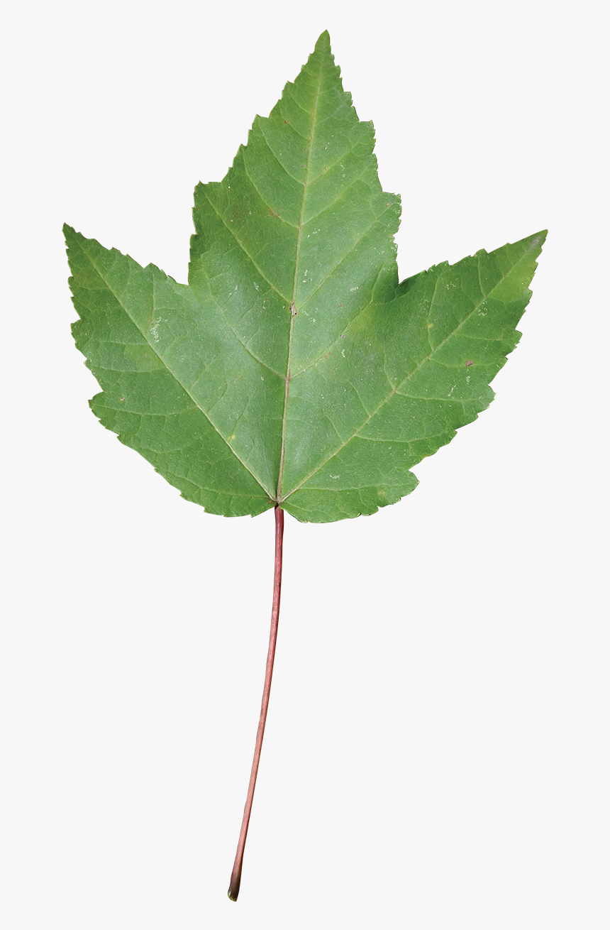 Swamp Red Maple Leaf, HD Png Download, Free Download