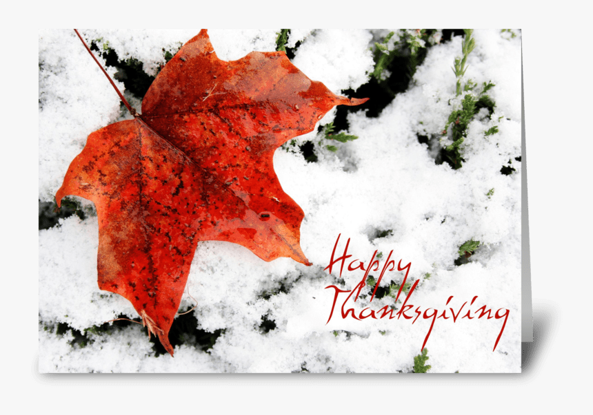 Red Maple Leaf, Canadian Thanksgiving Greeting Card - Maple Leaf, HD Png Download, Free Download
