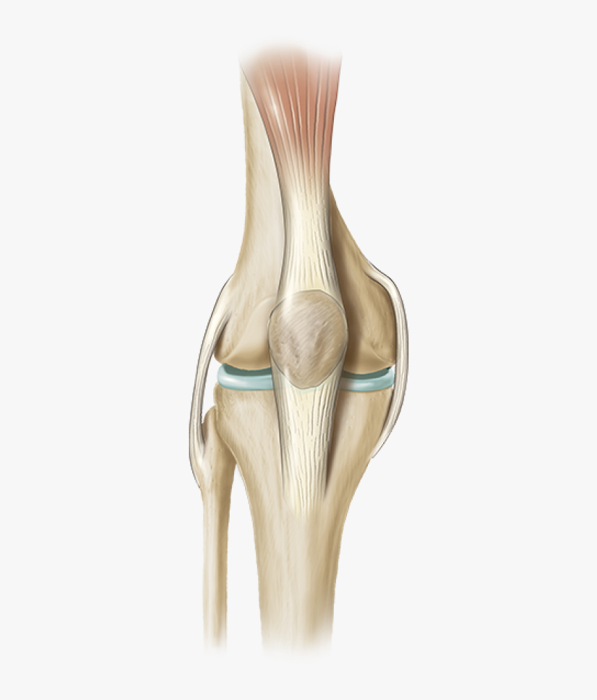 Knee Joint Transparent, HD Png Download, Free Download