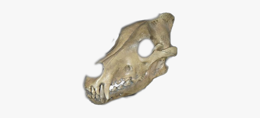 #wolf Skull - Wolf Skull Transparent, HD Png Download, Free Download