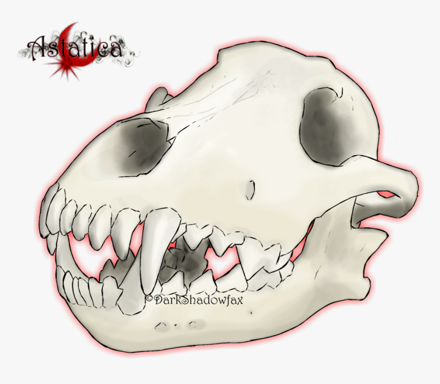 Snout Jaw Mouth Skull Cartoon - Giant Freshwater Stingray, HD Png Download, Free Download