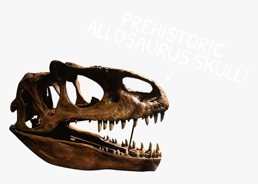 Tyrannosaurus, HD Png Download, Free Download