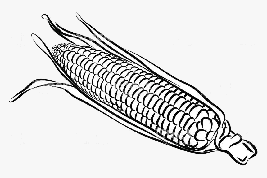 Sweet Corn Clip Art Black And White