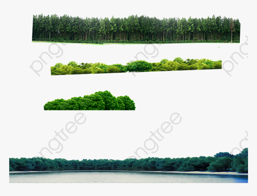 Monk Plants Png Transparent - Hedge, Png Download, Free Download