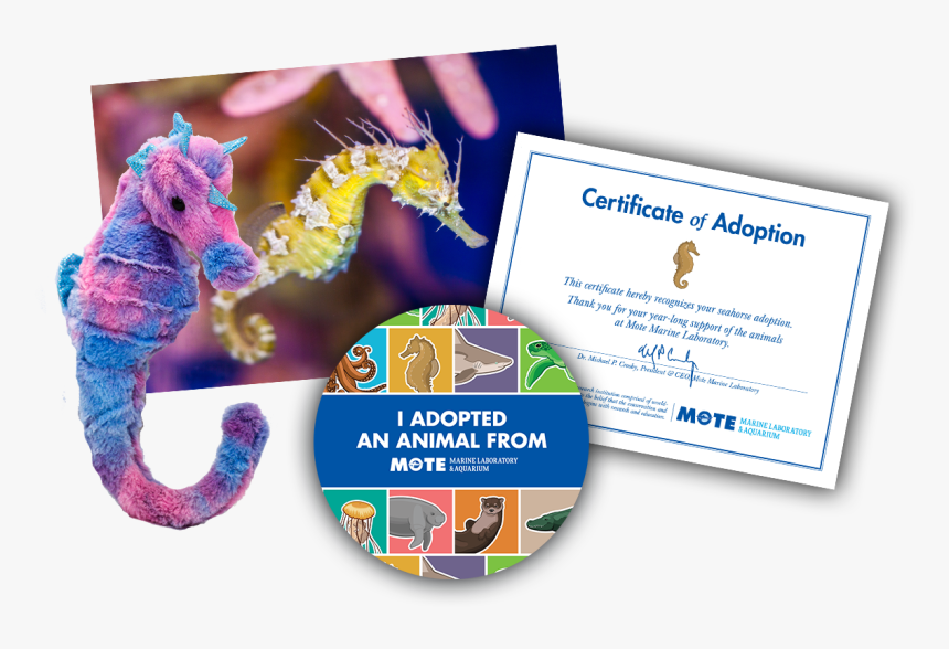 Items Included In Buddy Package - Adopt A Sea Turtle, HD Png Download, Free Download