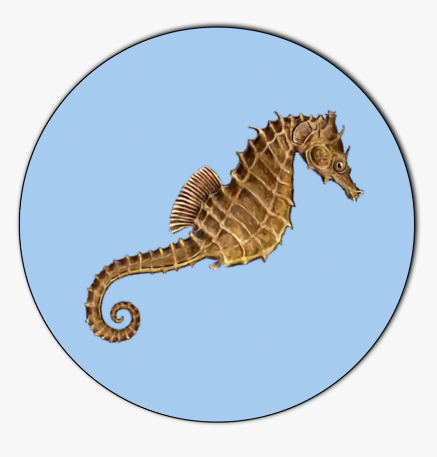 Northern Seahorse, HD Png Download, Free Download