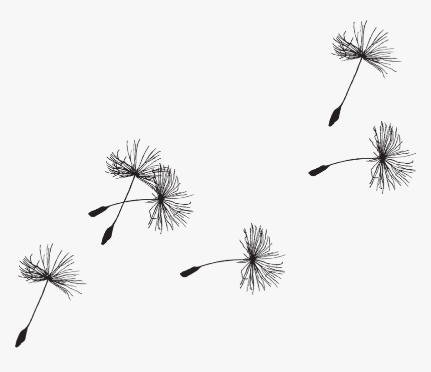 Dandelion, Seed, Flora, Grass, Seeds, Close-up, Nature - Dandelion Seed Drawing, HD Png Download, Free Download