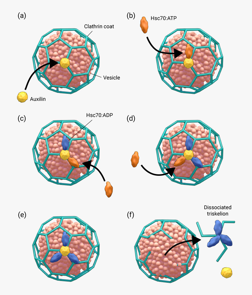 Structure Of Clathrin Coated Vesicle, HD Png Download, Free Download