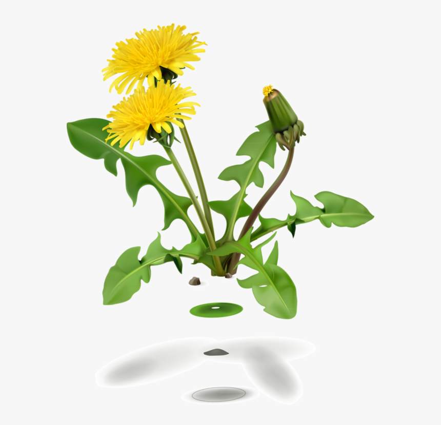 Korn, Vector Design, Dandelion Flower, Vector Icons, - Dandelion Png Transparent, Png Download, Free Download