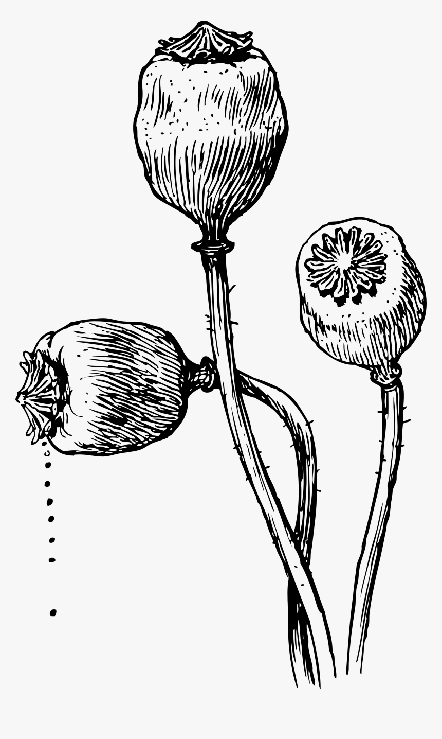Pin By Toria Cf On Tattoo - Opium Poppy Plant Drawing, HD Png Download, Free Download