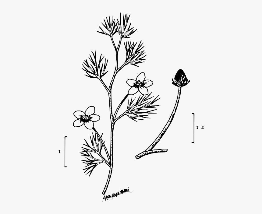 File Ranunculus Longirostris Illustration - Caesalpinia, HD Png Download, Free Download