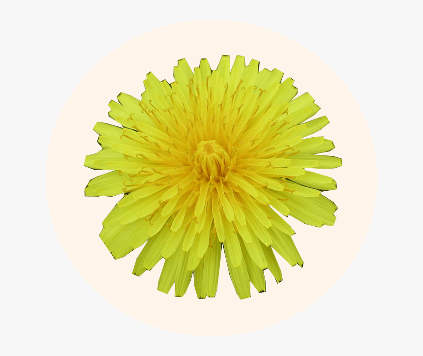 Transparent Dandelion Seed Clipart - Common Zinnia, HD Png Download, Free Download