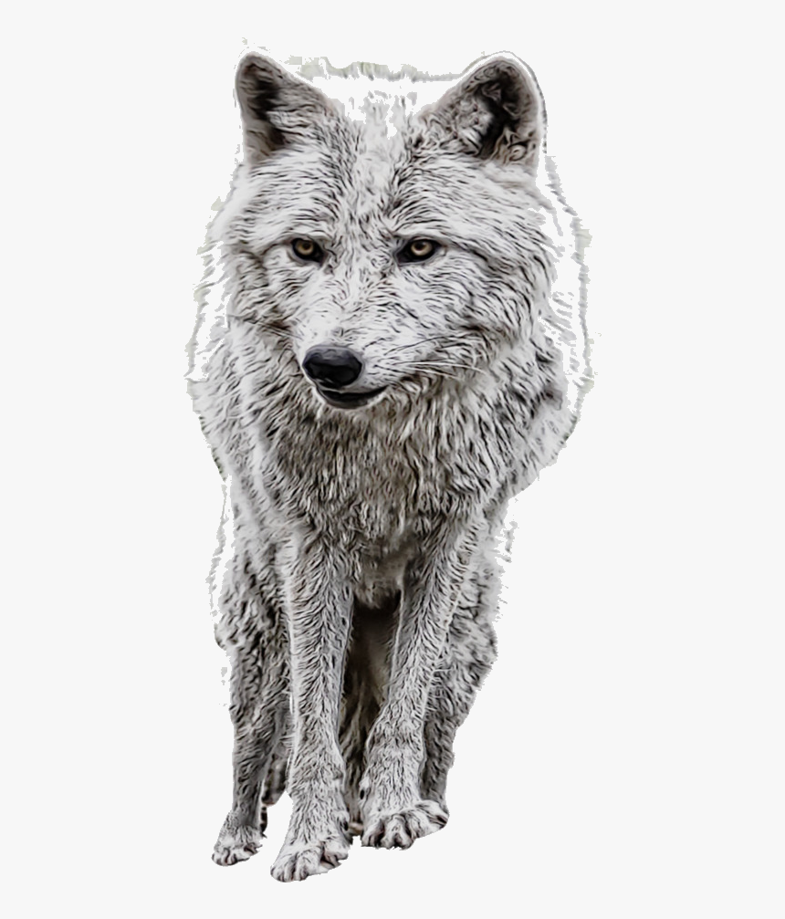 Wolf Arctic Clipart Brown Free On Transparent Png - Manipulation Png, Png Download, Free Download