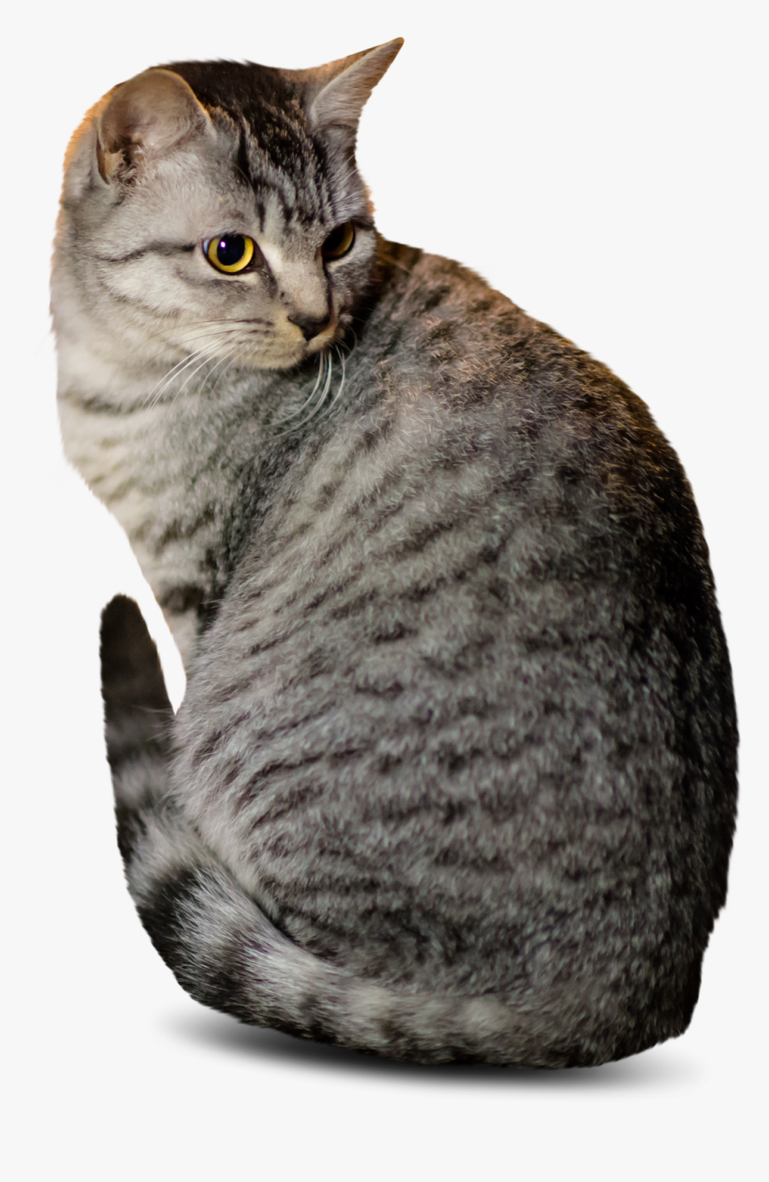 Cutout Cat, HD Png Download, Free Download