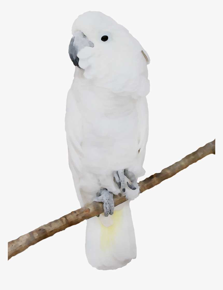 Sulphur-crested Cockatoo Bird Budgerigar Gif Image - White Parrot White Background, HD Png Download, Free Download