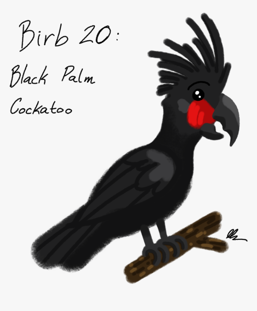 Black Palm Cockatoo - Black Palm Cockatoo Cartoon, HD Png Download, Free Download