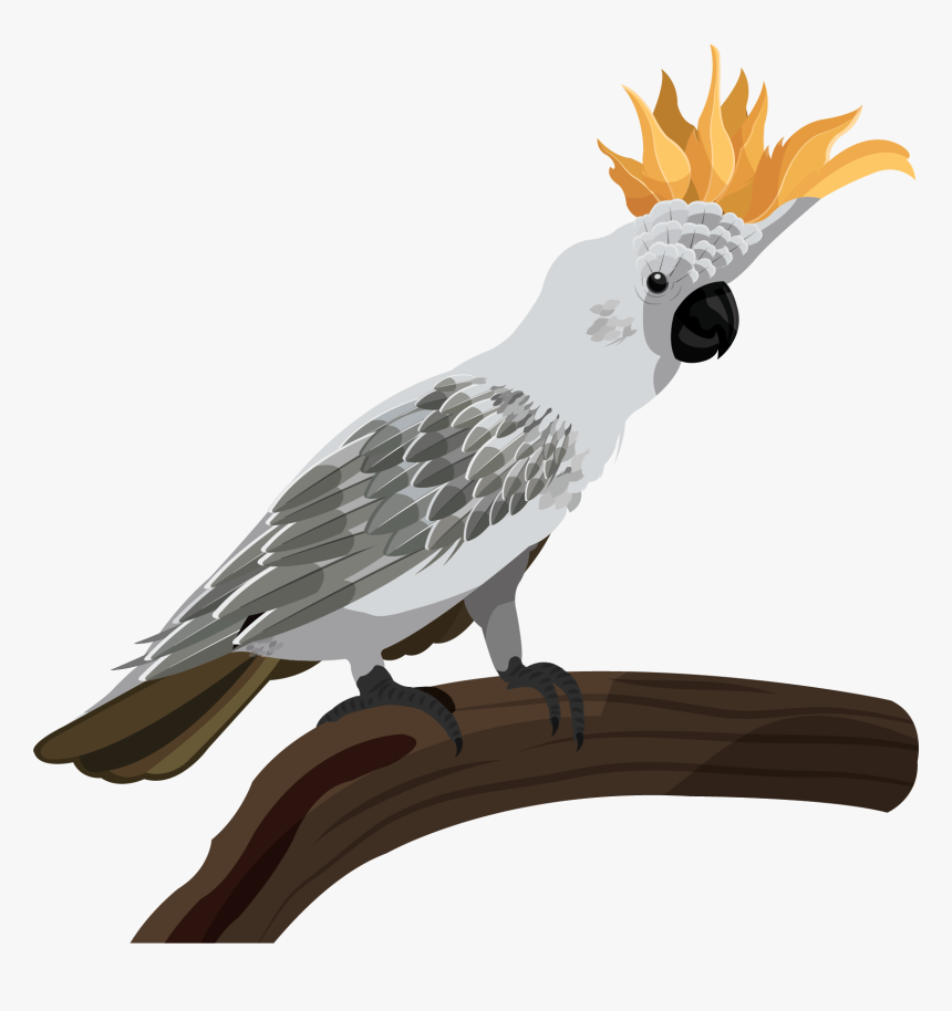 Sulphur-crested Cockatoo, HD Png Download, Free Download