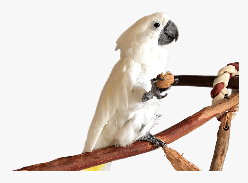 Sulphur-crested Cockatoo, HD Png Download, Free Download