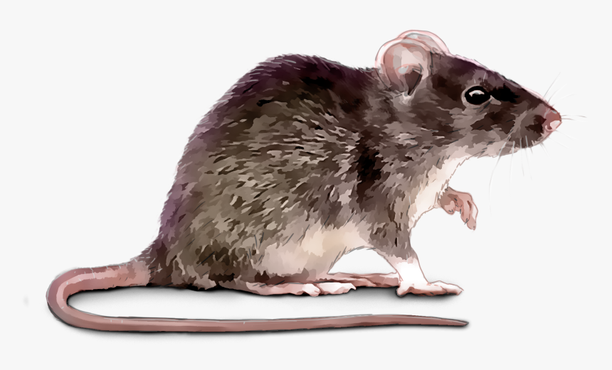 Rat, HD Png Download, Free Download