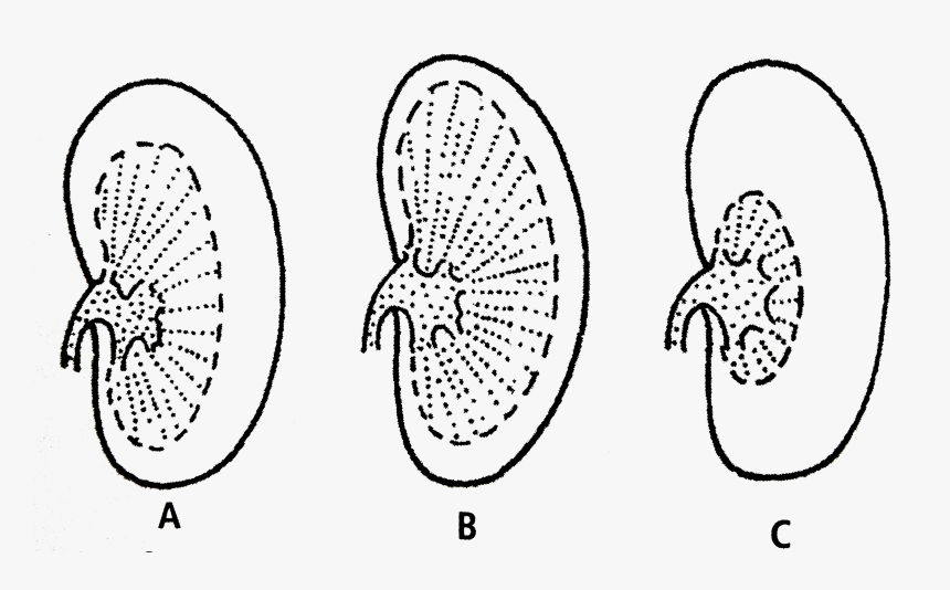 Kangaroo Rat Kidney, HD Png Download, Free Download