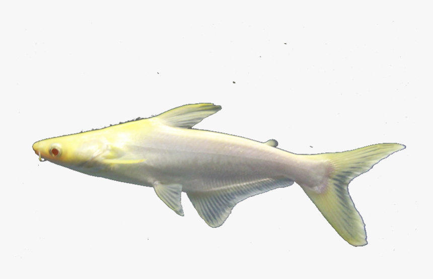 Tropical Ornamental Fish Authentic Genghis Khan Shark - Carp, HD Png Download, Free Download