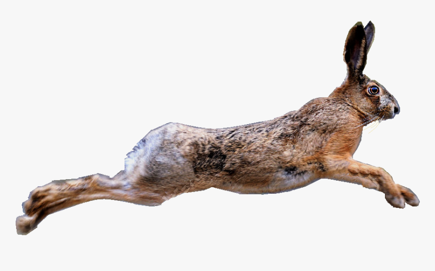 Hare - Brown Hare Transparent, HD Png Download, Free Download