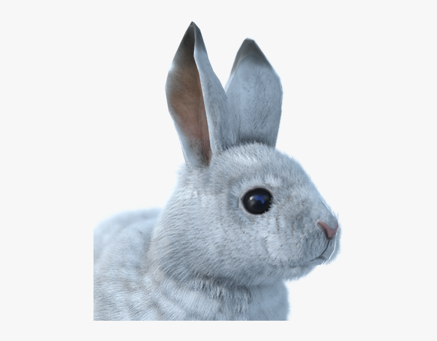 Snowshoe Hare Male Common - Arctic Hare Clear Background, HD Png Download, Free Download