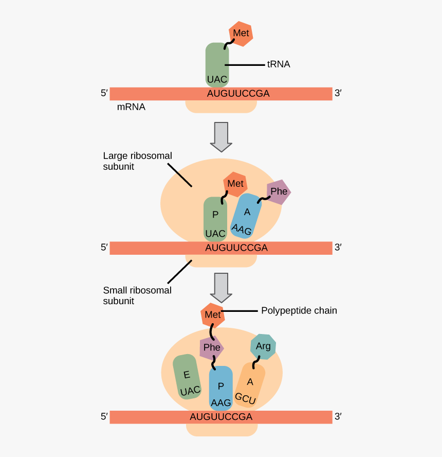 Figure 15 05 02 - Protein Synthesis In Translation, HD Png Download, Free Download