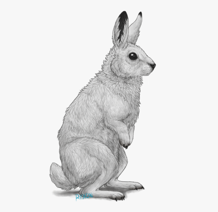 Clipart Free Library Clipart - Arctic Hare Clipart, HD Png Download, Free Download