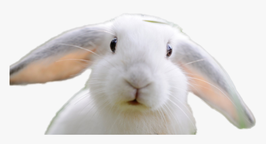 Rabbit Png Image - Domestic Rabbit, Transparent Png, Free Download