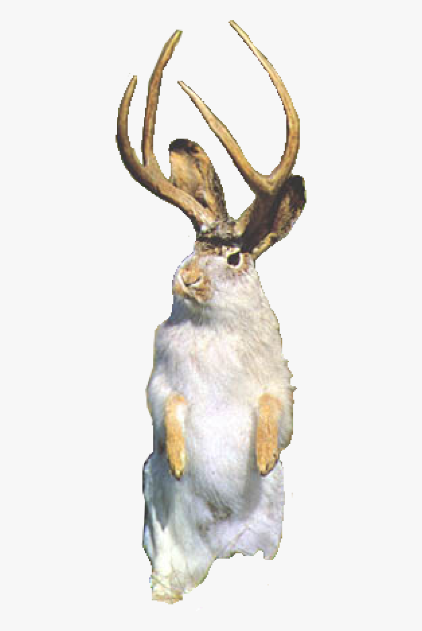 Figure - Jackalope Png, Transparent Png, Free Download